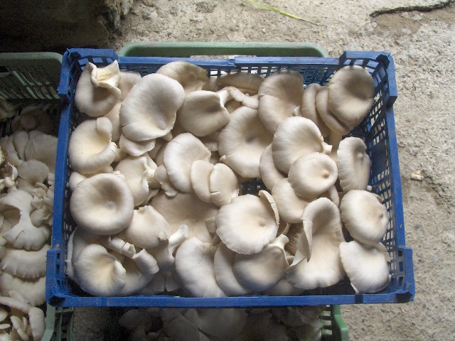 całoroczna uprawa boczniaków ustanowi stałą współpracę z odbiorcami grzybów, karpia, liści, pojemników 200, 300, 500 gr dowolna opcja pakowania według