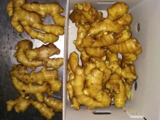Product Name Fresh Ginger Crop. New crop color yellow