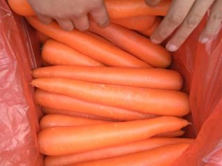 Fresh carrot Sizes S:80-150g M:150-200g L:200-250g XL:250-300g 3L:300g &