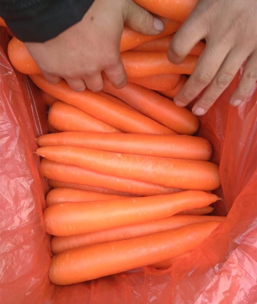 Fresh carrot Sizes S:80-150g M:150-200g L:200-250g XL:250-300g 3L:300g & up Product origin :Shandong province,china Features : 1)Washed and polished 2)intact