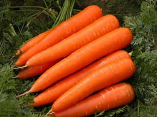 Fresh carrot Sizes S:80-150g M:150-200g L:200-250g XL:250-300g 3L:300g &