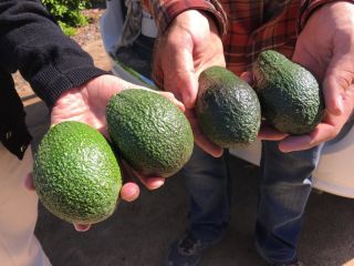 Fresh avocado sale All available cabbage varieties please contact