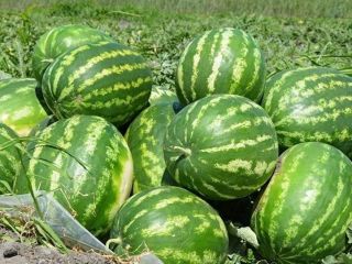 Sprzedam arbuza rozmiar kalibru: średni, duży. Jakość jest gwarantowana.