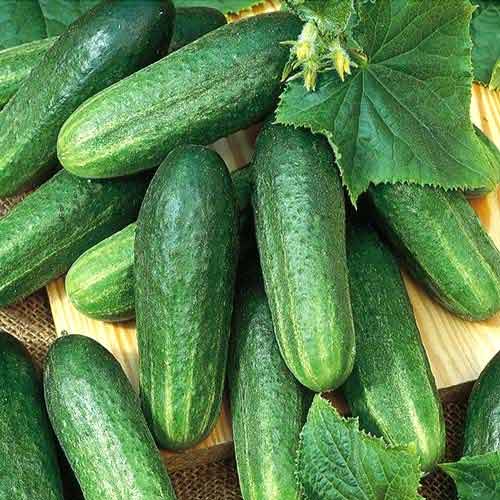Zbiory melona 2019 z Uzbekistan Oferujemy świeże melony i arbuzy