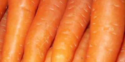Fresh Carrot na sprzedaż