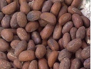 gorzki kola garcinia kola kolanut gorzki orzech kola Jeden