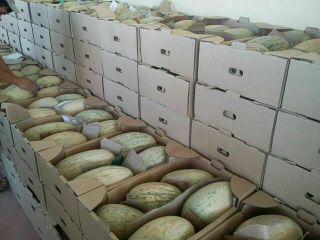Sprzedam melona. Kraj pochodzenia to Uzbekistan. Bardzo słodka gwarancja