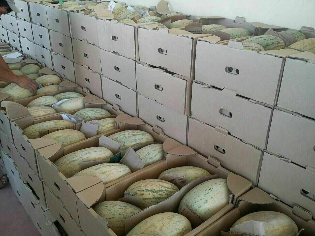 Sprzedam melona