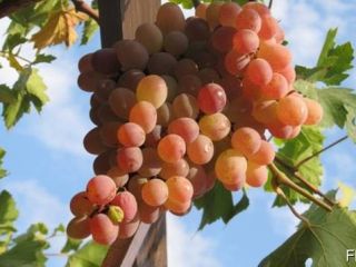 Sprzedaż winogron. Krajem produkcji jest Uzbekistan. Bardzo słodki. Możemy