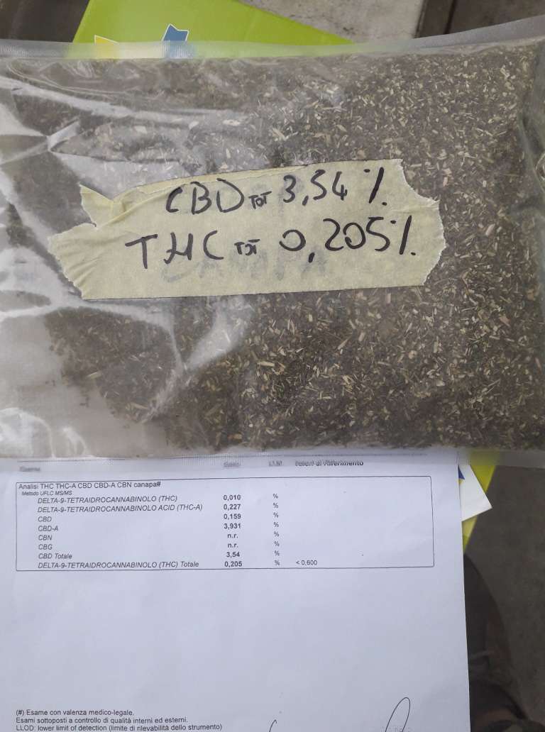 przedstawiam ofertę na kwiaty konopi medycznej do ekstrakcji / biomasę