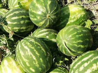 Prodavam Watermelons Wholesale Pochodzenie towarów Turcja Minimalna ilość 30