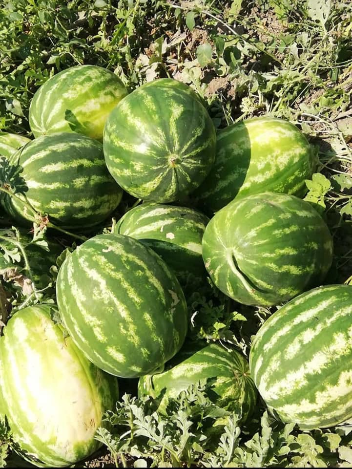 Prodavam Watermelons Wholesale Pochodzenie towarów Turcja Minimalna ilość 30 ton Kontakt i zamówienie WhatApp