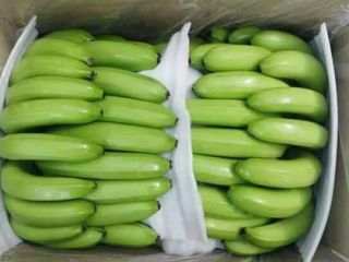 Produkt: Cavendish Banana Pulp To Tip Długość: 18 do