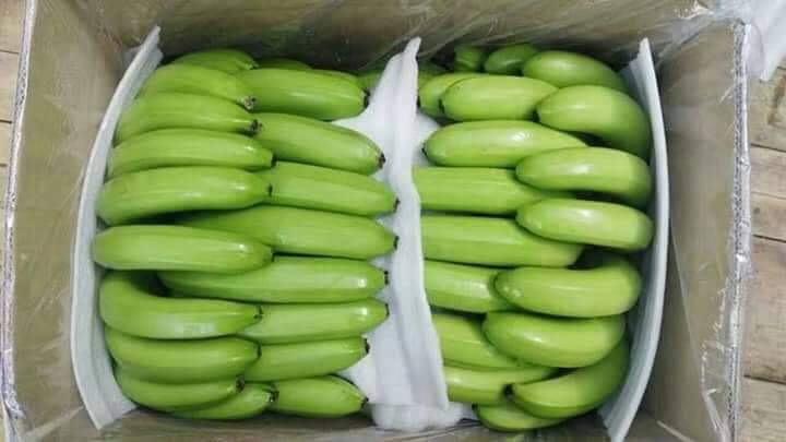 Produkt: Cavendish Banana Pulp To Tip Długość: 18 do 25 Cm Kalibracja: Minimum 38 do maksimum 45 Wiek: 11 do 12 tygodni, trwałość: 55 dni 13,2 C Pakowanie: 5