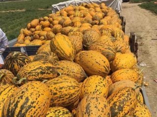 Sprzedaż hurtowa melonów Cena 1,65 € kg z miejsca