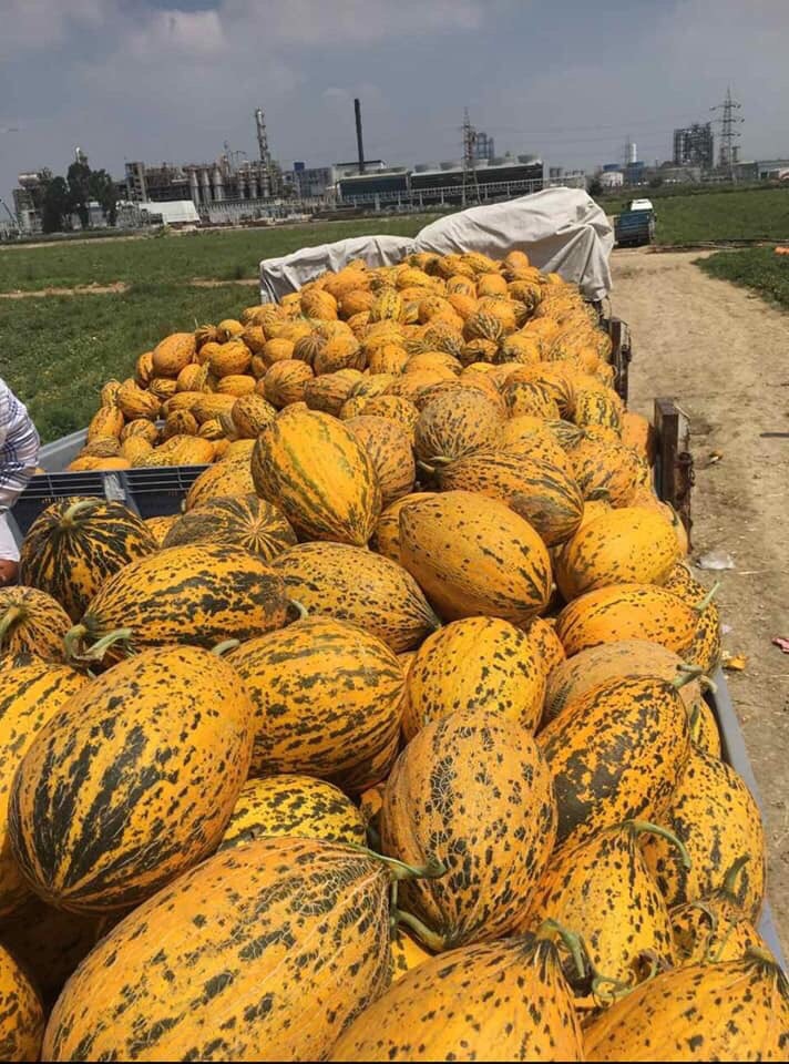 Sprzedaż hurtowa melonów Cena 1,65 € kg z miejsca w Turcji bez transportu w cenie Więcej informacji i zamówienia whatapp