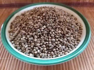 Ziarno Konopi (Sativa) gatunek USO31 Konopia Łuskana z własnej