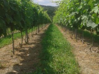 Prowadze zapisy na winogrona przerobowe odmian: Solaris, Muscaris, Regent,