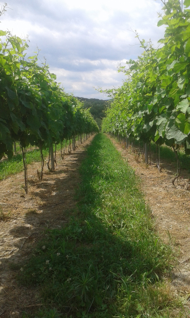 Prowadze zapisy na winogrona przerobowe odmian: Solaris, Muscaris, Regent, Cabernet Cortis, Johanniter i Chardonnay