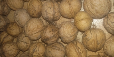 Będę sprzedawał orzechy włoskie, niełuskane organiczne, suszone rok 2018 około 100 kg