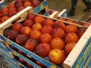 Firma Fia Gogot Fruit w Grecji Salonik oferuje najwyższą