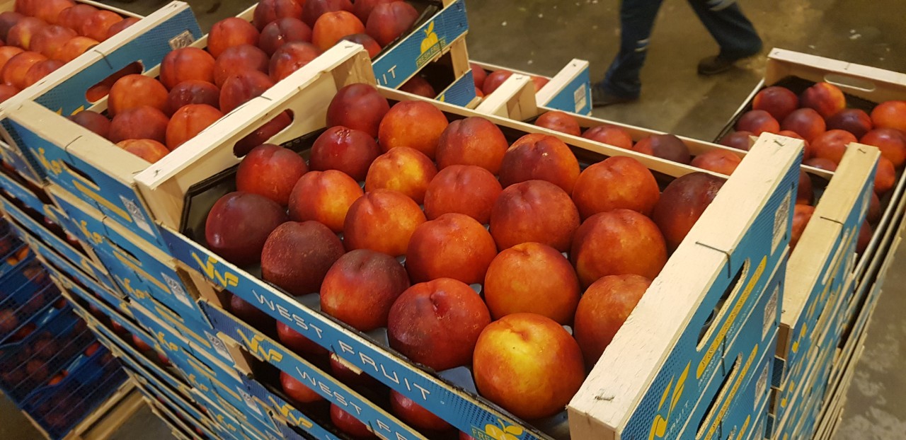 Firma Fia Gogot Fruit w Grecji Salonik oferuje najwyższą gamę świeżych owoców i warzyw w cenie producenta Oferujemy nektarynkę z brzoskwini, kapusty