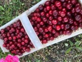Sprzedam wiśnie Kelleris/Lutowka. Cena: 3zl/kg Codziennie świeżo zerwana pod