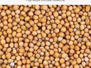 MUSTARD Rodzaj produktu: Pojedyncze zioła i przyprawy Styl: Świeży