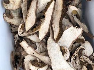 Borowik szlachetny, borowiki borowikowe, cepes, steinpilz, zbierane z miejsc