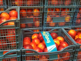Fia Gogot Fruit oferuje świeże nektaryny i brzoskwinie z