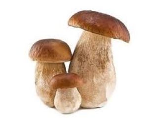 Borowik suszony krajanka 140ZL/kg