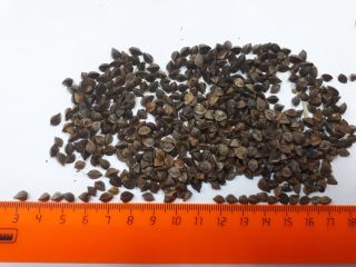 Gryka import, duże ilości, Zanieczyszczenie do 3%, wilgotność do