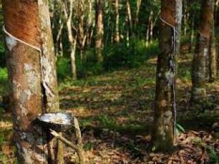 Jako jeden z najwyższych producentów kauczuku naturalnego w Afryce