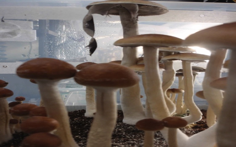 Hypsizygus Marmoreus Pilze Paket: 150g * 40 / ctn, entsprechend dem Antrag des Kunden Lieferzeit: Das ganze Jahr über Preisbedingungen: FOB; CFR; CIF
