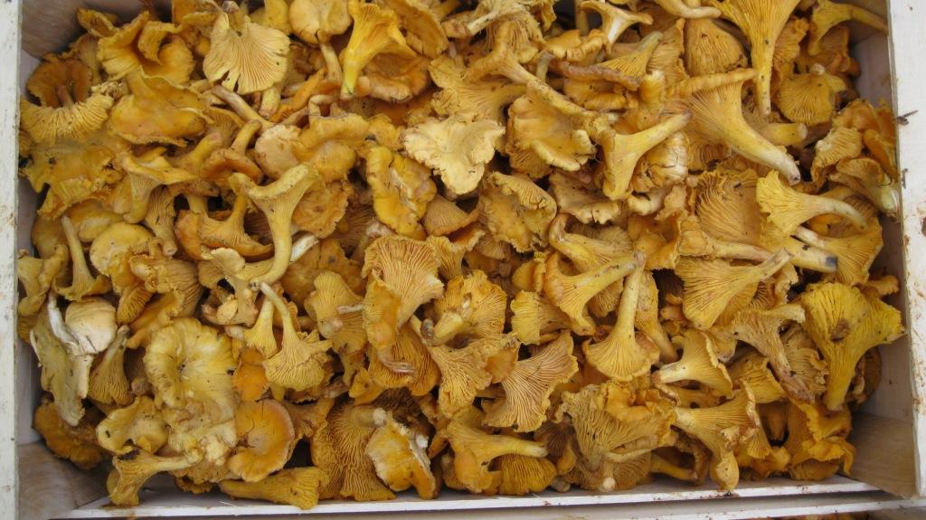 Sprzedam kurkę świeżą od 1000 kg
