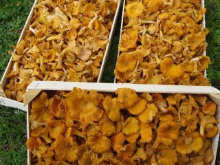Sprzedam kurkę świeżą od 1000 kg
