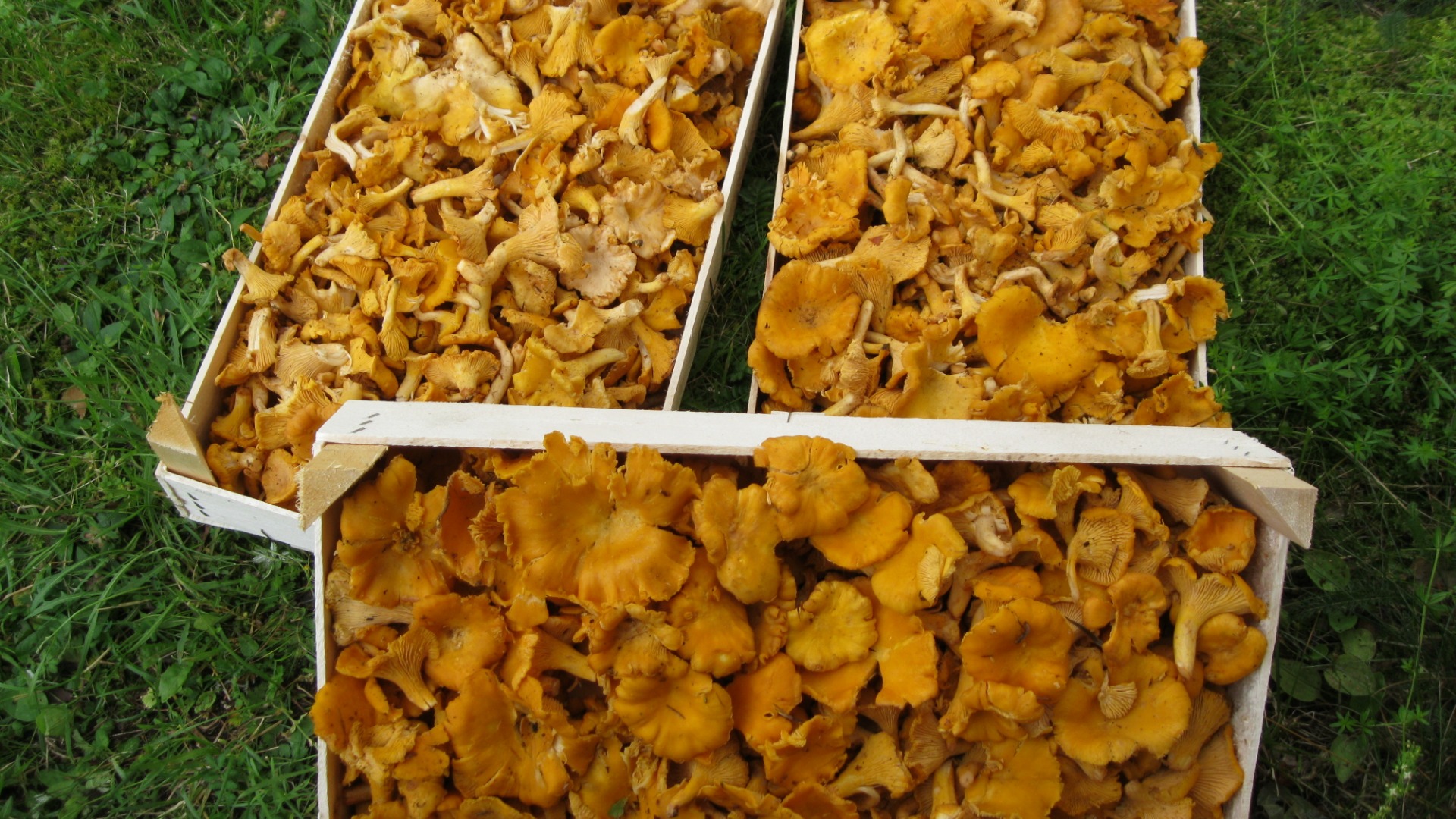 Sprzedam kurkę świeżą od 1000 kg