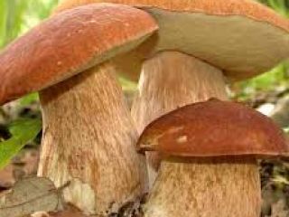 Borowik suszony krajanka 10 kg