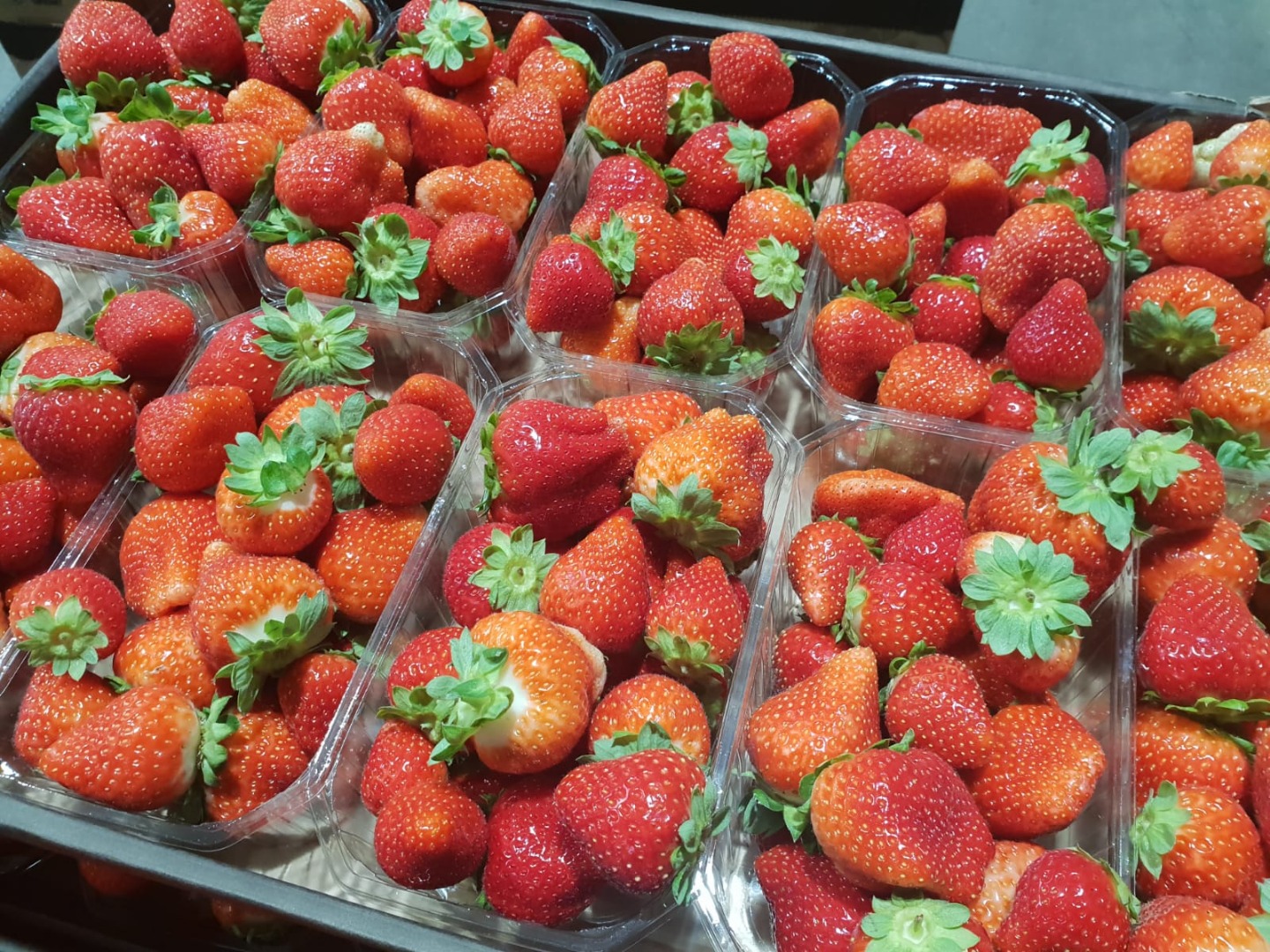 Fresh strawberry, top quality, good for export, 500 g box, available for next 2 months