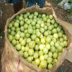 Nazwa produktu: Wiarygodna cena Produkt jagodowy IQF Mrożony świeży agrest Właściwości fizyczne Owady: 0/10 kg Materiał frontu: 0/10 kg Przejrzałe: ≤ 10