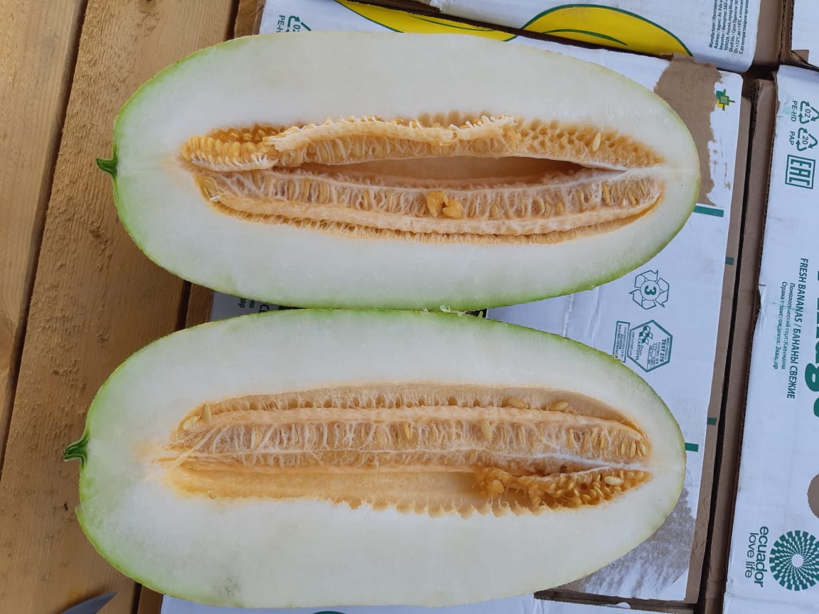 Witam, na sprzedaż melon import ze słonecznego Uzbekistanu, pakowanie karton ( banan ) 2,12 netto lub skrzynka plastik 2,72 netto , min zamówienie 20t