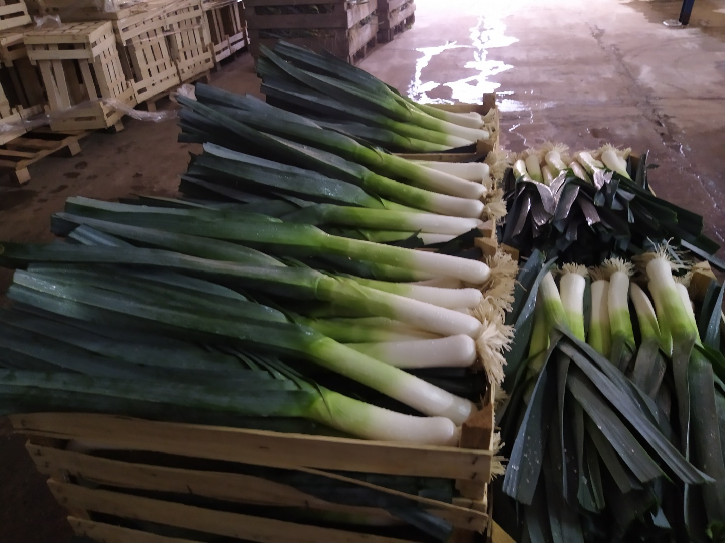 Sprzedam pora handlowego, ilości paletowe, opakowanie łuszczka 10kg