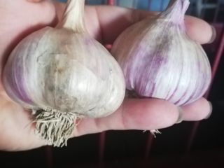 POLSKI CZOSNEK HARNAŚ 2019 Witam serdecznie. Posiadam do sprzedania