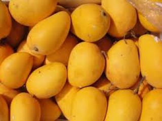 Świeże egipskie mango jest jednym z najbardziej bogatych w