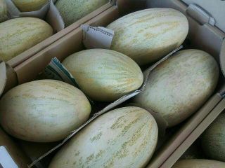 Sprzedam melony, torpedowe. Rozmiar: 2,5-5 kg Warunki dostawy: FCA,