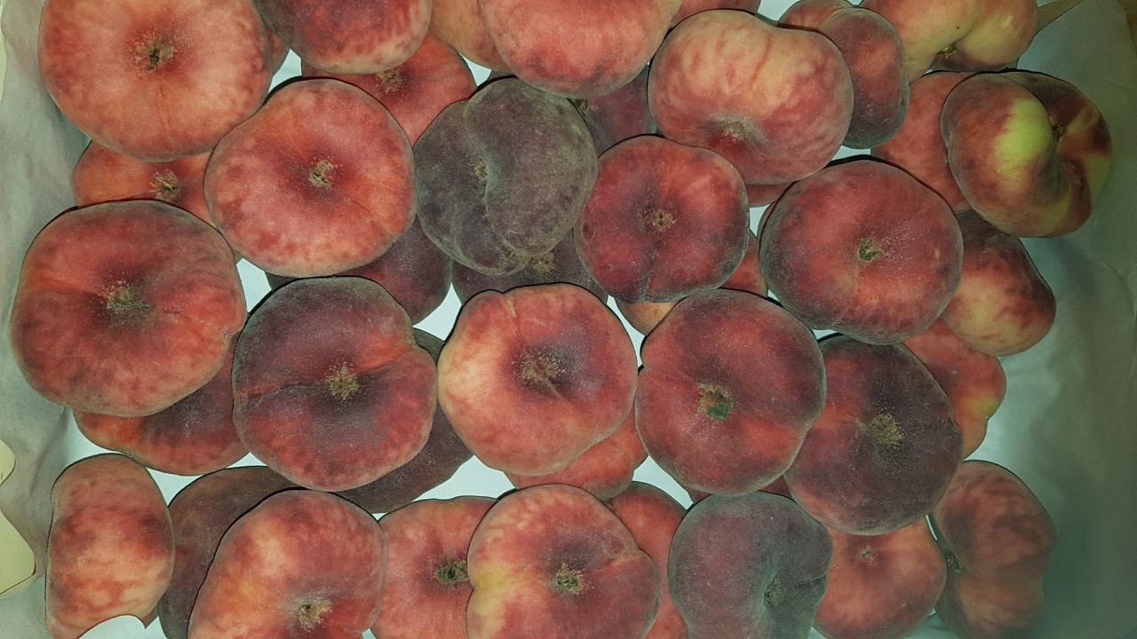 Sprzedam brzoskwinię paraguayo, import, świeża, ładna, soczysta