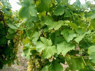Winogrona Muscat zanikły