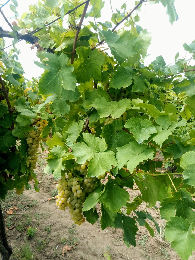 Winogrona Muscat zanikły