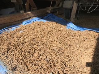 Witam, mam do sprzedania 700 kg suchego korzenia mniszka