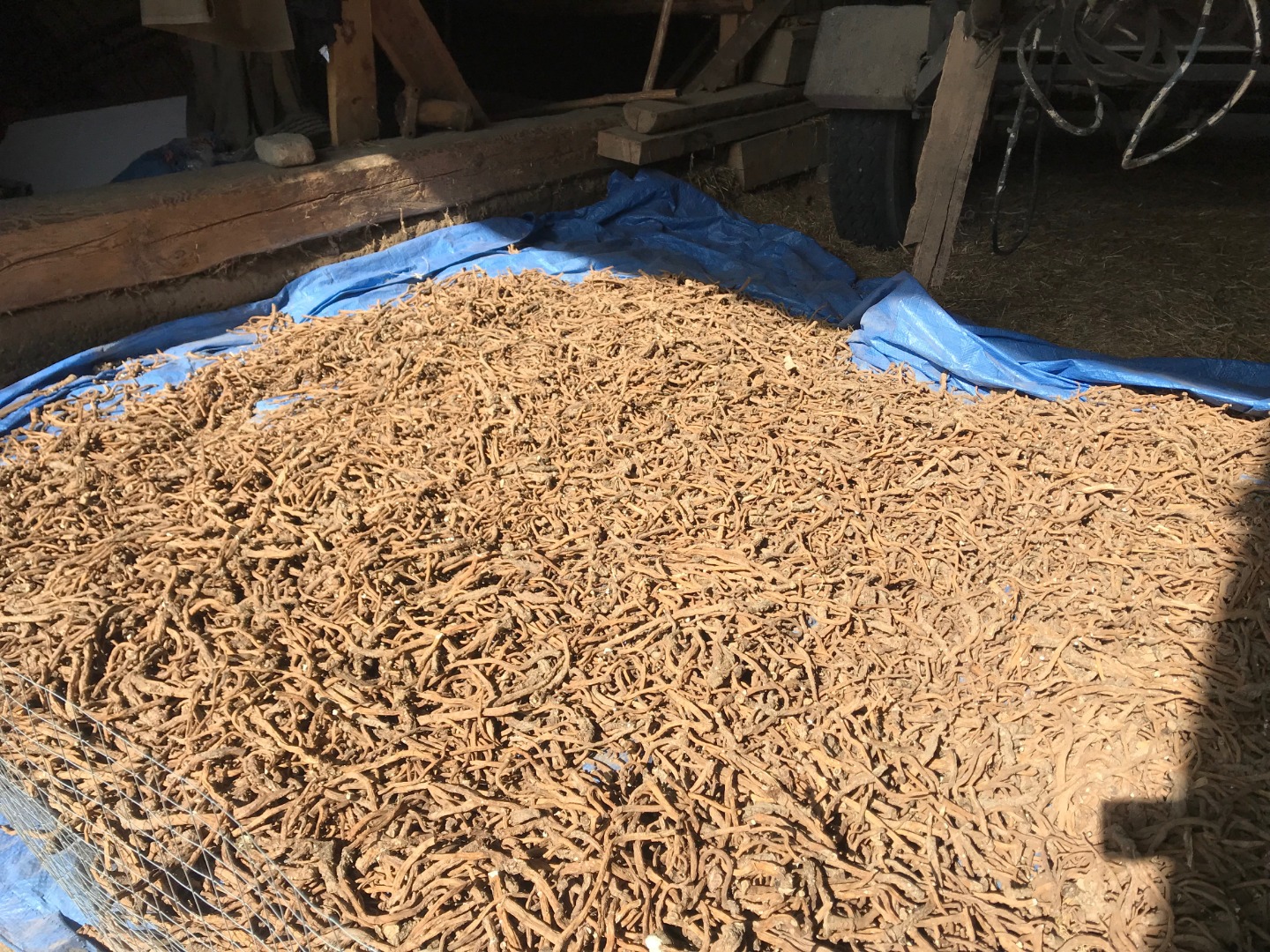 Witam, mam do sprzedania 700 kg suchego korzenia mniszka lekarskiego, zbór 2019